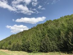 -塞罕坝国家级自然保护区