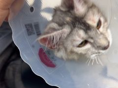 -中农国际动物医院24小时·猫科·骨科·急重症中心