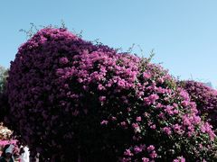 -莲花山公园