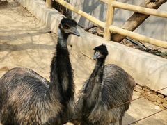 -石家庄市动物园