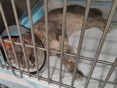 -艾吉宠物医院·疑难杂症转诊中心·猫友好(碧江路院)