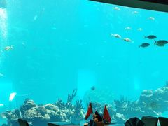 -海棠湾洲际-涛·海底餐厅·美人鱼·自助餐·海底隧道