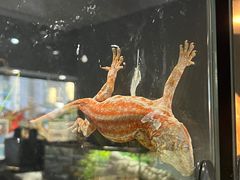 -酷以爬仙阁实体爬宠店·守宫·蜥蜴·专业繁育