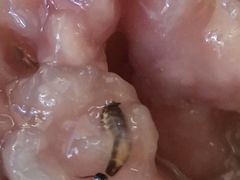 牛肉羹-群众牛肉小点(蚵仔煎)