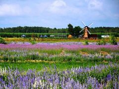 -洪湖湿地生态园