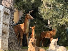 -龙华素斋(龙华路店)