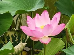 -西安华清御汤酒店