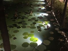 -映月湖公园