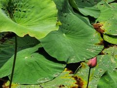 -上海市龙华烈士陵园