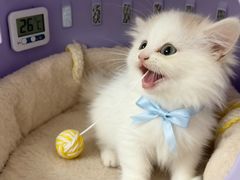 -伟伟宠物医院·瑞派猫友好医院·猫科(光谷店)