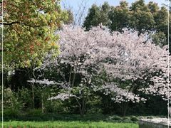-上海吴淞炮台湾国家湿地公园