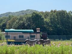 -哈尔滨北方森林动物园