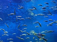 -上海海昌海洋公园