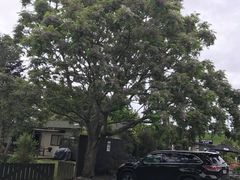 -怀托摩萤火虫洞