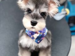 -小尾巴宠物店(万科·金域华庭店)