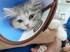 -瑞派宠物医院(搏威敦和院)