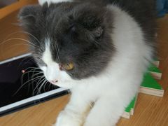 -飞行喵MR PILOT|猫舍·猫咖(静安大融城店)