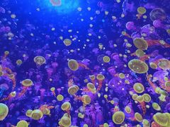 -海合安武汉极地海洋公园