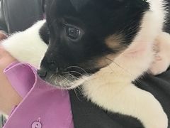 -pd派德宠物中心医院24H急重症·眼科中心·血液透析中心(嵩山北路店)