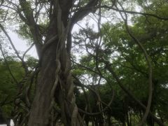 -狼山风景名胜区