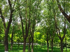 -大兴滨河森林公园