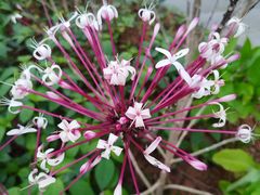 -银湖山郊野公园-相思林