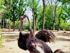 -大连森林动物园