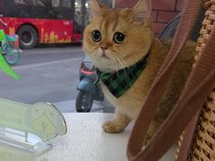 -汪喵宠物医院·骨科心脏影像·犬猫急重症ICU诊疗中心(成华分院)