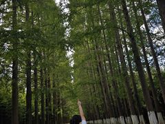 -黄海国家森林公园