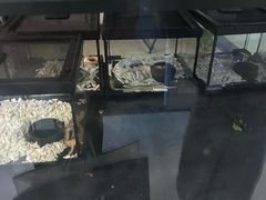 -青石桥花鸟鱼虫市场(叠翠城店)