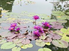 -莲花池公园