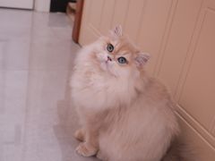 -猫十亿·布偶金渐层·曼基康矮脚猫舍(青年路店)