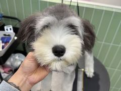 -小呆的宠物店·宠物售卖·宠物寄养(城西店)