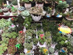 -秦美花卉(天朗·莱茵小城2期店)