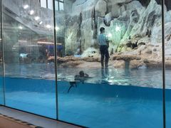 -帝企鹅自助餐厅•儿童岛•真企鹅(长隆企鹅酒店)