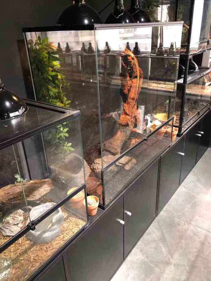 神出鬼默实体爬宠店(皮神店)-"【项目】宠物售卖对我这种第一次入爬圈