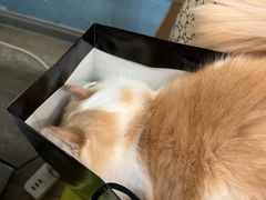 -猫咪咖啡·猫咖(万达广场店)