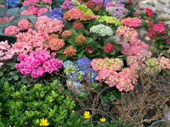 -双季花艺园艺市场(浦东店)
