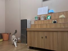 -唐小姐の私宠·宠物洗护美容·撸猫馆·购宠(周浦万达旗舰店)