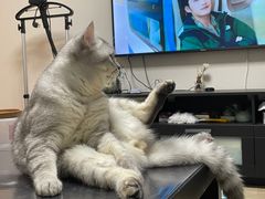 -宠爱国际动物医院· 猫科· 外科·中兽医(长白店)