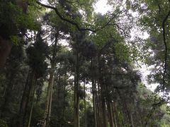 -东天目山风景区