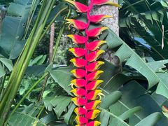 -中国科学院西双版纳热带植物园