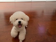 -熊小胖宠物生活馆(天华园店)