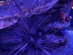 -暹罗海洋世界