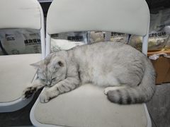 -爱洗澡的猫(望京店)