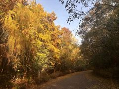 -上海海湾国家森林公园