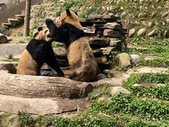 -中国大熊猫保护研究中心雅安碧峰峡基地