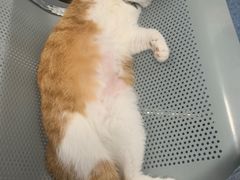 -北京赛佳动物医院