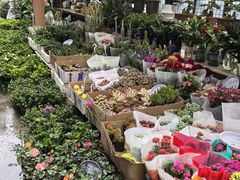 -苏州市皮市街花鸟工艺品市场
