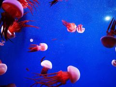 -成都浩海立方海洋公园